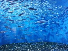 -成都浩海立方海洋公园