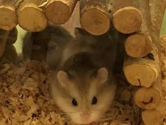 -龙猫仔乐园(惠福东路店)