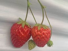 -建德果蔬乐园绪塘草莓基地