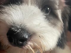 -爱侣宠医·鹦鹉专科·小型哺乳类·异宠专科(灵石路店)