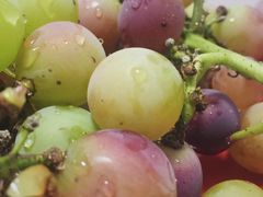 -乡乐园蟹庄·阳澄湖农家乐