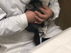 -瑞派·关忠动物医院·异宠专科·犬猫肿瘤·皮肤专科(望京店)