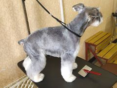 -优缇多格专业宠物美容师培训学校