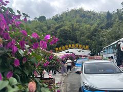 -西双版纳原始森林公园