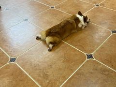 -柯斗斗主题餐厅·狗咖·围炉煮茶·茶饮(国瑞升平里店)