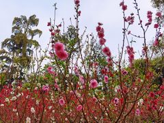 -桃花涧