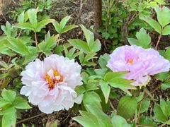 -洛阳市隋唐城遗址植物园