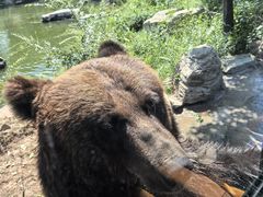 -北京野生动物园