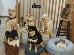 -柴迷FANS CLUB·柴犬狗咖·猫咖
