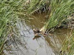 -野鸭湖国家湿地公园
