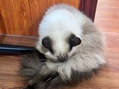 -楼上猫咖(罗湖店)