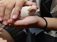 -吉丁鸟咖·异宠·寄养