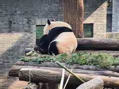 -都江堰中华大熊猫苑