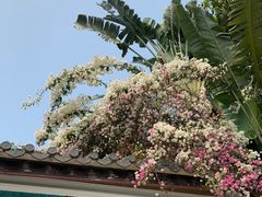 -深圳国际园林花卉博览园