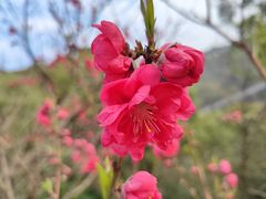 -金鸡山公园