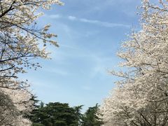 -武汉大学-樱园