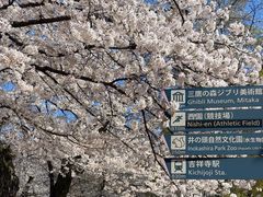-井之头恩赐公园