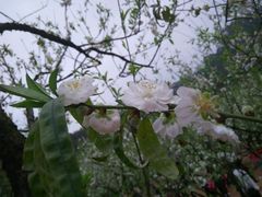 android_upload_pic-南国桃园旅游度假区