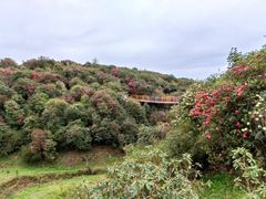 -贵州百里杜鹃风景名胜区