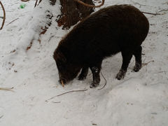 -雪谷