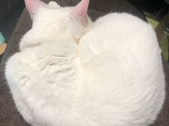 -猫色咖啡·猫咖