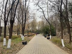 -云岗森林公园