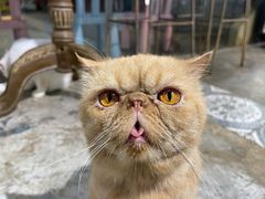 -more than meow吴止猫主题餐厅(承德 中船汇店)