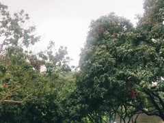 -满記土窑烧鷄波浪山莊