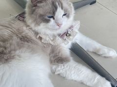 -怪兽屋·羊驼·猫咖·狗咖(俊华广场店)