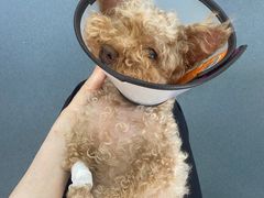 -爱侣宠医·鹦鹉专科·小型哺乳类·异宠专科(灵石路店)