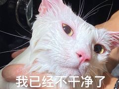 -奶牛家宠物酒店(嘉宏云顶店)