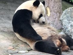 -都江堰中华大熊猫苑