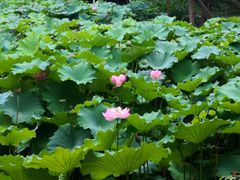 -陈家山荷花公园