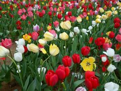 android_upload_pic-洛阳郁金香牡丹园