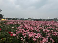 -荷兰花海