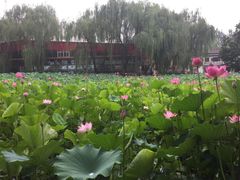 -莲湖公园