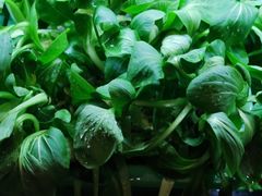 -清真华宇开锅羊肉