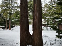 -北海道神宫