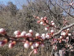 -香山公园