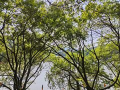 -九鲤湖风景区