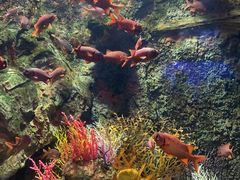 -太平洋海底世界