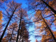 -塞罕坝国家级自然保护区