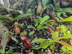 -国家植物园南园