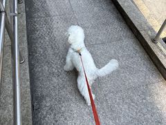 -翊宠yipet猫狗购宠庄园