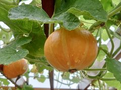 -樂桃源奉贤黄桃种植采摘基地