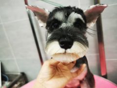 -宠福鑫康馨动物医院·骨科·眼科