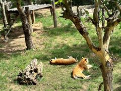 -西霞口神雕山野生动物世界