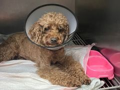 -瑞派康怡24h宠物医院·犬猫医疗中心·微创绝育(瑞景分院)