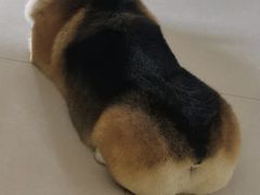 -宠福鑫康馨动物医院·骨科·眼科