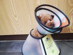 -宠颐生宠物医院·心肾内科·猫专科诊疗中心宠巢店